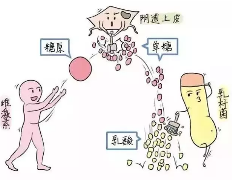 微生態草莓视频污新地址廠家教您如何觀察分泌物樣本性狀