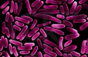 全自動白帶草莓视频污新地址針對白帶常規檢查球菌和杆菌