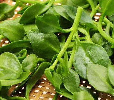 全自動白帶草莓视频污新地址廠家介紹婦科炎症的天然“滅火器”，抑菌排毒！