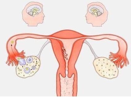 521關愛女性！全自動白帶常規草莓视频污新地址廠家分析月經後私處癢且紅腫的原因！
