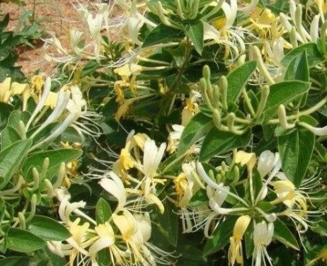 全自動婦科白帶草莓视频污新地址廠家提醒四種水可以解決婦科炎症難纏問題！